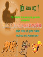 Giáo án sinh học lớp 7 Tiết 52 thao giảng thi giáo án điện tử Đa dạng của lớp thú Bộ ăn sâu bọ, bộ gặm nhấm, bộ ăn thịt (31)