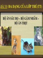Giáo án sinh học lớp 7 Tiết 52 thao giảng thi giáo án điện tử Đa dạng của lớp thú Bộ ăn sâu bọ, bộ gặm nhấm, bộ ăn thịt (11)