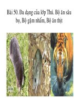 Giáo án sinh học lớp 7 Tiết 52 thao giảng thi giáo án điện tử Đa dạng của lớp thú Bộ ăn sâu bọ, bộ gặm nhấm, bộ ăn thịt (26)