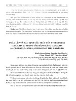 Phân lập và xác định cấu trúc của Pteropodin (Uncaria C) trong câu đằng lá to (Uncaria macrophylia Wall., Rubiaceae) thu hái ở Lào