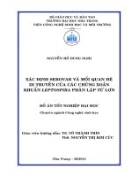 Xác định serovar và mối quan hệ di truyền của các chủng xoắn khuẩn Leptospira phân lập từ lợn