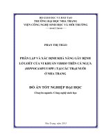 Phân lập và xác định khả năng gây bệnh lở loét của vi khuẩn Vibrio trên cá ngựa (Hippocampus spp.) tại các trại nuôi ở Nha Trang