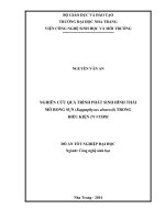 Nghiên cứu quá trình phát sinh hình thái mô rong sụn (Kappaphycus alvarezii) trong điều kiện in vitro