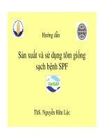 HƯớng dẫn Sản xuất và sử dụng tôm giống sạch bệnh SPF