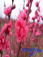 slide thuyết trình Môi trường xung quanh. Các mùa trong năm lớp lá