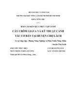 BÁO CÁO KẾT QUẢ THỰC TẬP CƠ SỞ CÂY CHÔM GIAVA VÀ KỸ THUẬT CANH TÁC CƠ BẢN TẠI HUYỆN CHỢ LÁCH