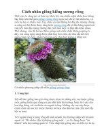 Cách nhân giống kiểng xương rồng