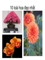 slide thuyết trình các loài hoa đẹp nhất thế giới