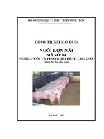 Giáo trình nuôi lơn nái