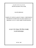 Nghiên cứu chủng xạ khuẩn VN08A12 - Streptomyces toxytricini có tiềm năng ứng dụng trong xử lý bệnh bạc lá lúa và thân thiện với môi trường