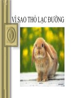 slide thuyết trình vì sao thỏ lạc đường