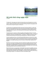 Hệ sinh thái rừng ngập mặn