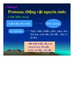 Protozoa Động Vật Nguyên Sinh