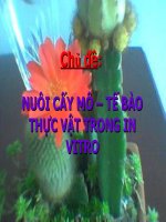 nuôi cấy mô tế bào thực vật trong in vitro