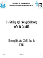 Cách trồng ngô của người Hmong thôn Tả Cán Hồ