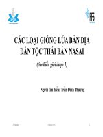 CÁC LOẠI GIỐNG LÚA BẢN ĐỊA DÂN TỘC THÁI BẢN NASAI