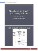 Atlas bệnh lây truyền qua đường tình dục, Tiểu ban da liễu Viện da liêu quốc gia
