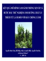 KẾT QUẢ MÔ HÌNH CAM SÀNH TRỒNG XEN ỔI VÀ BƯỚC ĐẦU THỬ NGHIỆM ẢNH HƯỞNG CHẤT LY TRÍCH TỪ LÁ ỔI ĐỐI VỚI RẦY CHỔNG CÁNH