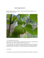 Cách trồng bầu hồ lô