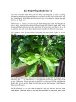 Kỹ thuật trồng cây chanh trái vụ