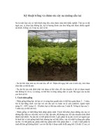 Kỹ thuật trồng và chăm sóc cây na