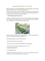 Hướng dẫn trồng rau ăn lá tại nhà