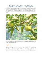 Kĩ thuật trồng hồng giòn  hồng không hạt