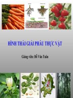 Bài giảng Hình thái giải phẫu thực vật  GV. Đỗ Văn Tuân