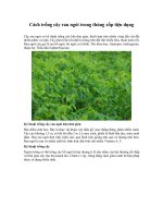 Cách trồng cây rau ngót trong thùng xốp