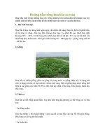 Hướng dẫn trồng dưa hấu an toàn