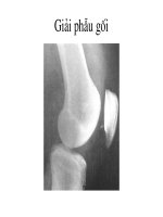 Bài giảng Giải phẫu gối