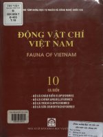 Động vật chí Việt Nam. Tập 10 Cá biển. Bộ cá Cháo biển Elopiformes, bộ cá Chình Anguilliformes, bộ cá Trích Clupeiformes, bộ cá sữa Gonorynchiformes