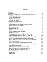 Tiểu Luận Tiểu luận lâm sản ngoài gỗ Cây có sợi