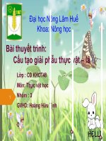 Cấu tạo giải phẫu lá