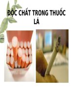 ĐỘC CHẤT TRONG THUỐC LÁ