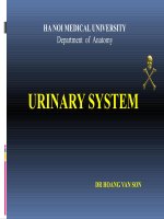Bài giảng hệ tiết niệu (URINARY SYSTEM)