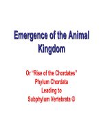 Emergence of the animal kingdom