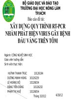 XÂY DỰNG QUY TRÌNH RTPCR NHẰM PHÁT HIỆN VIRUS GÂY BỆNH ĐẦU VÀNG TRÊN TÔM