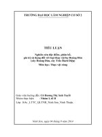 Nghiên cứu đặc điểm, phân bổ, giá trị sử dụng đối với loại thực vật họ hoàng đàn (cây hoàng đàn, cây trắc bách diệp)