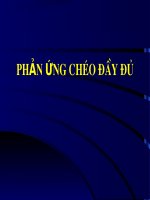 Slide phản ứng chéo đầy đủ