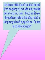 Bộ thú huyệt- bộ thú túi