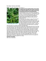 Rau muống chữa bệnh