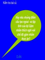 Bộ móng guốc và  bộ linh trưởng