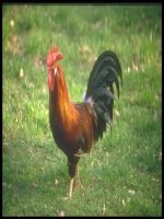 Tập làm hiệu ứng động