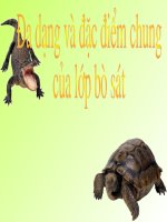 Bai. Đa dạng và đặc điểm chung của lớp bò sát