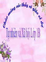 Bài 24 cây gỗ lớp 1