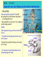 Tiết 38 Thực hành: QUAN SÁT CẤU TẠO TRONG CỦA ẾCH ĐỒNG