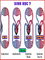 hình ảnh và hoạt động hệ tuần hoàn