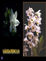 Hoa Phong Lan- nhạc