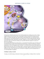 Apoptosis  Sự chết của tế bào